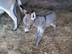 partbred ezel veulen hengst, Dieren en Toebehoren, Hengst, Minder dan 160 cm, Met stamboom, 0 tot 2 jaar