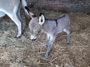 partbred ezel veulen hengst, Étalon, Moins de 160 cm, Avec pedigree, 0 à 2 ans