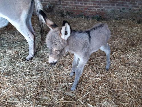 partbred ezel veulen hengst, Dieren en Toebehoren, Paarden, Hengst, Minder dan 160 cm, 0 tot 2 jaar, Met stamboom