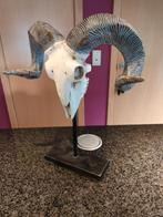 Prachtige replica van een ramschedel op standaard., Ophalen