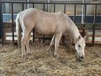 Quarter Merrie, Dieren en Toebehoren, Paarden, Merrie, Recreatiepaard