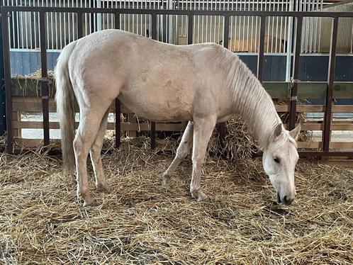Quarter Merrie, Dieren en Toebehoren, Paarden, Merrie, Recreatiepaard