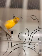 Koppel Kleine raza espagnols, Dieren en Toebehoren, Vogels | Kanaries, Meerdere dieren, Zangkanarie