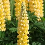 Lupinus Chandelier, Ophalen