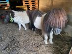 Shetland pony’s hengst en merrie, Animaux & Accessoires, Poneys