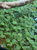 Salvinia minima, Enlèvement, Comme neuf