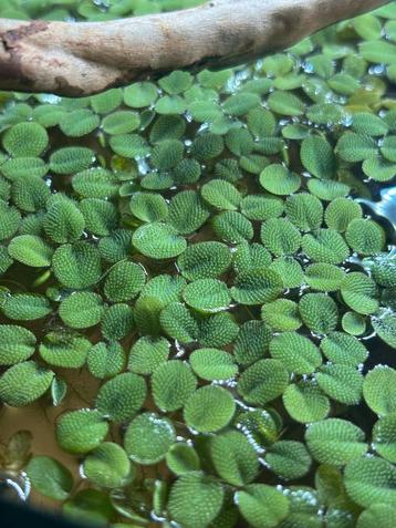 Salvinia minima beschikbaar voor biedingen