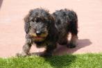 Chiots teckels nains à poils dur, Poils durs, Plusieurs, Belgique, Plusieurs animaux