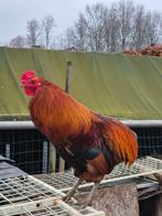 araucana haan, Dieren en Toebehoren, Pluimvee