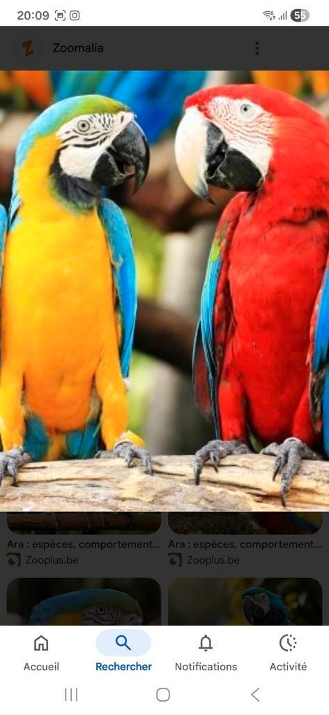 Zoek naar een ara- of kaketoe, Dieren en Toebehoren, Vogels | Hokken en Kooien, Ophalen