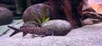 Synodontis meervallen, Vis, Zoetwatervis
