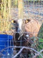 Schapenram zwartbles, Dieren en Toebehoren, Mannelijk, Schaap