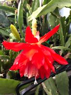 Bladcactussen/epiphyllum, Ophalen of Verzenden, In pot