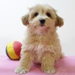 Havanezer - Belgische pups te koop, België, CDV (hondenziekte), 8 tot 15 weken, Meerdere