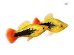 Platy Hawaii, Vis, Zoetwatervis, Schoolvis