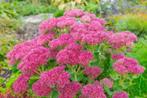 Sedum Herbstfreude, Tuin en Terras, Ophalen, Halfschaduw