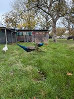 1 volwassen pauw haan, Dieren en Toebehoren, Mannelijk, Overige soorten