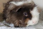 Alpaca beertje, choco goud wit, Dieren en Toebehoren, Mannelijk, Cavia, Tam