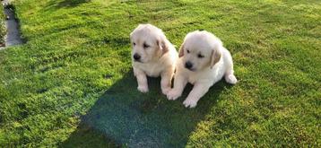 Golden Retriever pups beschikbaar voor biedingen