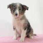 Sheltie pup - Prachtig merle kleurig teefje te koop, Dieren en Toebehoren, Honden | Herdershonden en Veedrijvers, 15 weken tot 1 jaar