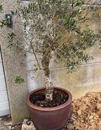 Oude olijfboom in terracotta pot met onderstel smeedijzer, Ophalen of Verzenden