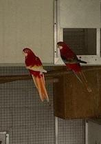 Koppel rosella's, Plusieurs animaux, Perruche, Bagué