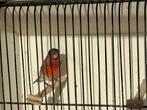 Métis tarin rouge x canari., Animaux & Accessoires, Oiseaux | Canaris, Mâle, Canari chanteur