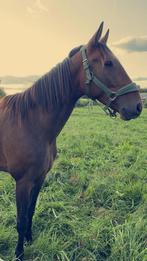 TF-paard te koop, Dieren en Toebehoren, Ophalen