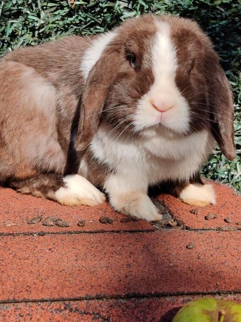 Nederlandse dwerghangoor Ram, Dieren en Toebehoren, Konijnen, Dwerg, Mannelijk, 3 tot 5 jaar, Hangoor