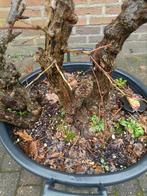 Bonsai meidoorn Wit Deze plant heeft doorns, Tuin en Terras, Ophalen of Verzenden