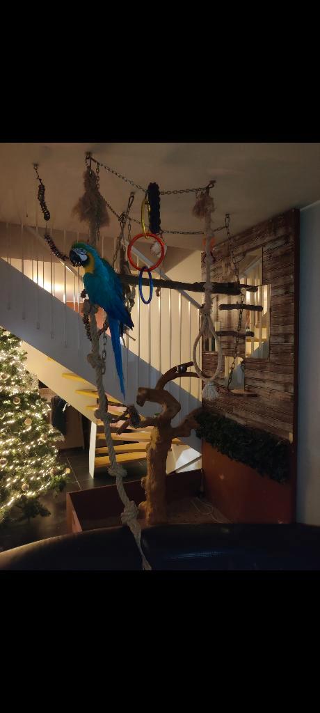 Blauw gele ara, Dieren en Toebehoren, Vogels | Parkieten en Papegaaien, Papegaai, Geslacht onbekend, Pratend, Tam, Geringd