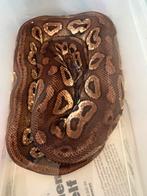 Chocolate pewter het clown