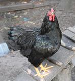 Toom wyandotte kriel, Dieren en Toebehoren