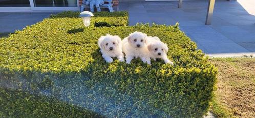 Maltezer pups, Dieren en Toebehoren, Honden | Chihuahua's en Gezelschapshonden, Meerdere dieren, Maltezer, Fokker | Professioneel