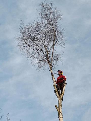 Vellen van bomen beschikbaar voor biedingen