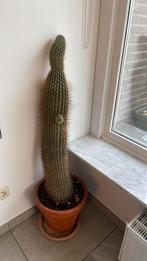 Echte cactus in terracotapot +- 1m20 hoog, Huis en Inrichting, Kamerplanten, Cactus, 100 tot 150 cm, In pot, Ophalen