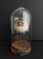 Diodon - Poisson hérisson d'Indonésie sous globe verre, Collections, Insecte, Animal empaillé, Enlèvement ou Envoi, Neuf