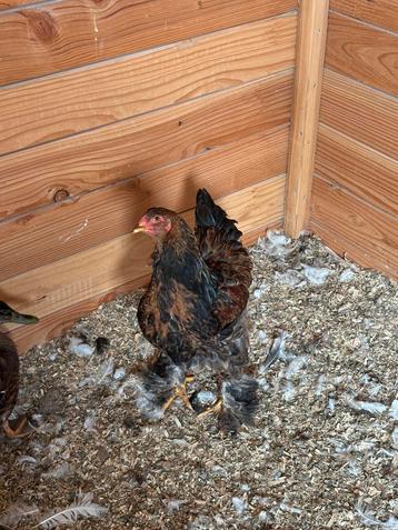 Jonge brahma goudpatrijs hanen te koop, Mâle, Poule ou poulet