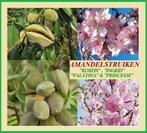 AMANDELBOMEN : Prunus Dulcis, oa "ROBIJN", Laagstam 17€/stuk, Tuin en Terras, Planten | Tuinplanten, Ophalen, Lente, Vaste plant