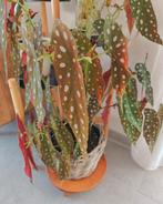 Grote begonia polkadot (stippenbegonia) kamerplant, Huis en Inrichting, Ophalen