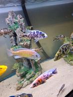 Cichlides malawi trio Sciaenochromis frery ob