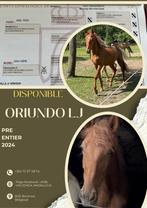 Poulain Pure Race Espagnole Plein papier  alezan 20 mois, Cheval de dressage, Moins de 160 cm, Avec pedigree, Ne s'applique pas