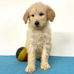 Labradoodle - Belgische pups te koop, Dieren en Toebehoren, België, CDV (hondenziekte), 8 tot 15 weken, Meerdere