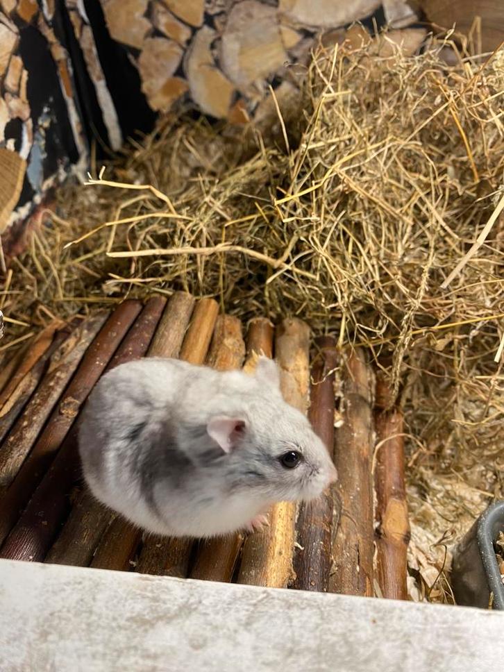 Hamster gratis, Dieren en Toebehoren, Knaagdieren, Mannelijk, Hamster, Januari, Tam