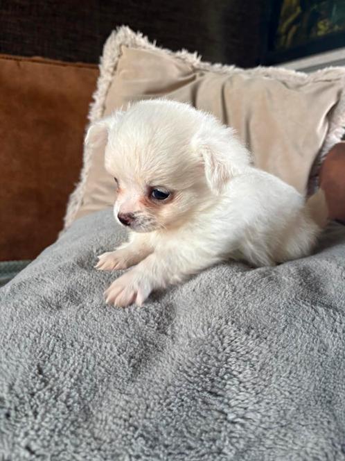 Een reutje beschikbaar, Dieren en Toebehoren, Honden | Chihuahua's en Gezelschapshonden, Meerdere dieren, Chihuahua, Fokker | Hobbymatig