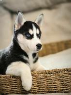 Prachtige Belgische Husky pupjes te koop, CDV (hondenziekte), Meerdere, 8 tot 15 weken, Meerdere dieren