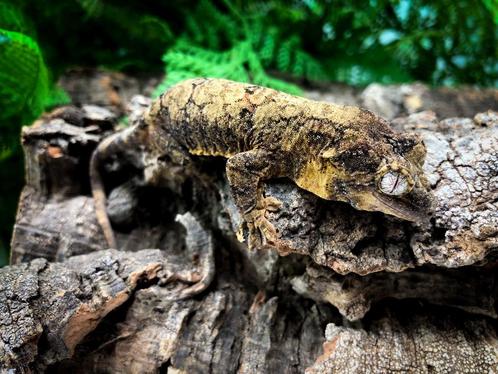 Pine island USA line male, Dieren en Toebehoren, Reptielen en Amfibieën