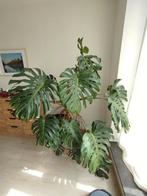 monstera, Ophalen, Halfschaduw, In pot, 150 tot 200 cm