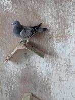 zware fond jaarling duivin, Dieren en Toebehoren, Vrouwelijk, Postduif