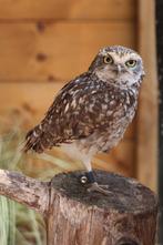 Koppel konijnuilen/holenuilen te koop (Athene Cunicularia), Dieren en Toebehoren, Vogels | Overige Vogels, Meerdere dieren, Roofvogel